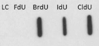 Western Blot: Bromodeoxyuridine/BrdU Antibody (29G6.E8) [NBP2-44055]