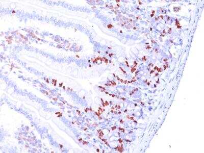 Immunohistochemistry-Paraffin: Bromodeoxyuridine/BrdU Antibody (85-2C8) - Azide and BSA Free [NBP2-92988]