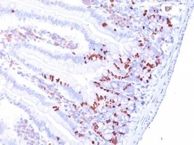 Immunohistochemistry-Paraffin: Bromodeoxyuridine/BrdU Antibody (85-2C8) [NBP2-45222]