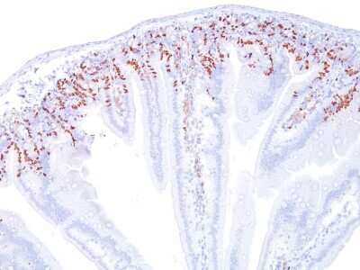 Immunohistochemistry-Paraffin: Bromodeoxyuridine/BrdU Antibody (BRD469) [NBP2-32918]