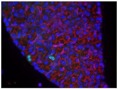 Immunocytochemistry/ Immunofluorescence: Bromodeoxyuridine/BrdU Antibody [NB500-235]