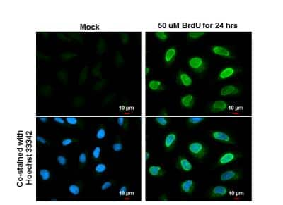 Immunocytochemistry/ Immunofluorescence: Bromodeoxyuridine/BrdU Antibody [NBP2-14890]