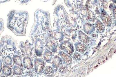 Immunohistochemistry-Paraffin: Bromodeoxyuridine/BrdU Antibody [NBP2-14890]