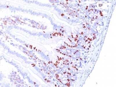Immunohistochemistry-Paraffin: Bromodeoxyuridine/BrdU Antibody (MoBu-1) - Azide and BSA Free [NBP2-68041]