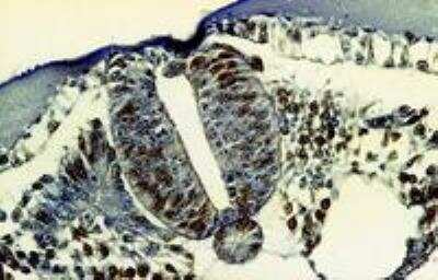 Immunohistochemistry: Bromodeoxyuridine/BrdU Antibody (MoBu-1) [NB500-439]