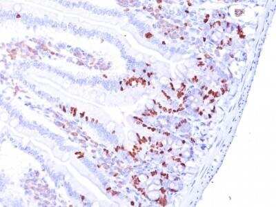 Immunohistochemistry-Paraffin: Bromodeoxyuridine/BrdU Antibody (MoBu-1) [NB500-439]