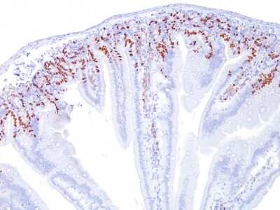 Immunohistochemistry-Paraffin: Bromodeoxyuridine/BrdU Antibody (SPM537) [NBP2-32921]