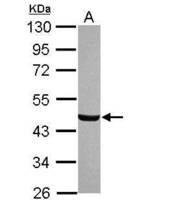 Western Blot: Brp16 Antibody [NBP2-14894]