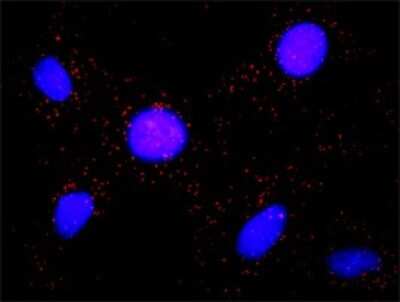 Proximity Ligation Assay: Bub1 Antibody [H00000699-D01P]