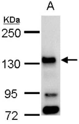 Western Blot: Bub1 Antibody [NBP1-31584]