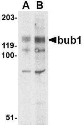 Western Blot: Bub1 AntibodyBSA Free [NBP1-76797]