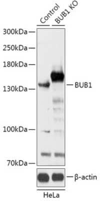 Western Blot: Bub1 AntibodyAzide and BSA Free [NBP3-03432]