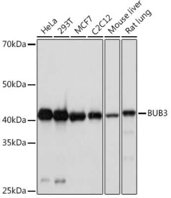 Western Blot: Bub3 Antibody (10G1S6) [NBP3-16709]