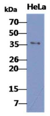 Western Blot: Bub3 Antibody (2H6)BSA Free [NBP2-42680]