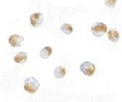 Immunocytochemistry/ Immunofluorescence: Bub3 Antibody - BSA Free [NBP1-76796]