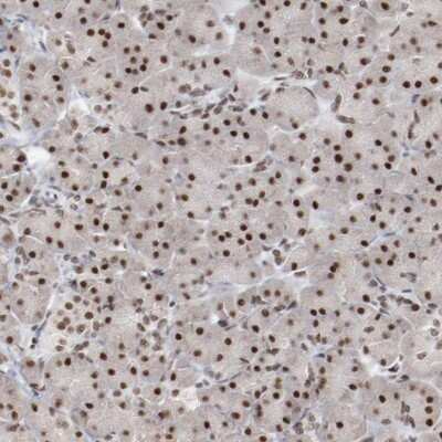 Immunohistochemistry-Paraffin: Bub3 Antibody [NBP1-88517]