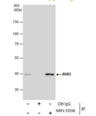 Immunoprecipitation: Bub3 Antibody [NBP1-33558]