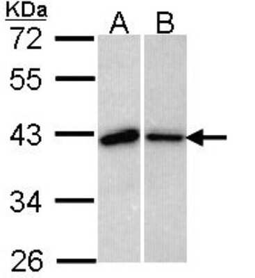 Western Blot: Bub3 Antibody [NBP1-33558]