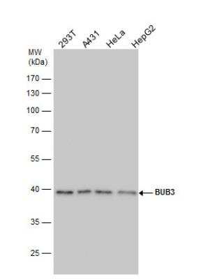 Western Blot: Bub3 Antibody [NBP1-33558]
