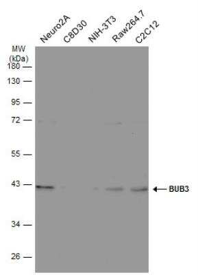 Western Blot: Bub3 Antibody [NBP1-33558]