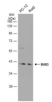 Western Blot: Bub3 Antibody [NBP1-33558]