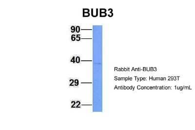 Western Blot: Bub3 Antibody [NBP1-58206]