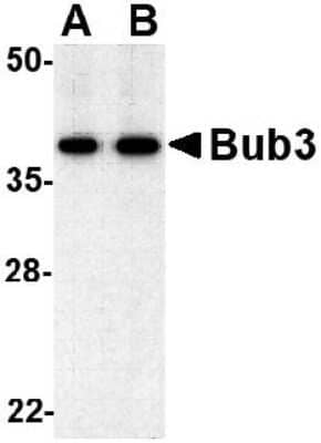 Western Blot: Bub3 AntibodyBSA Free [NBP1-76796]