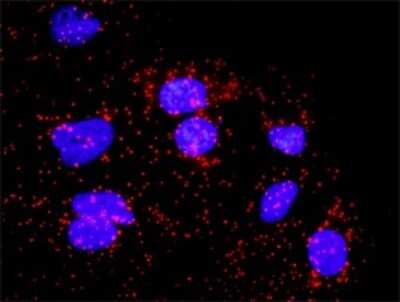 Proximity Ligation Assay: BubR1 Antibody (2G5) [H00000701-M02]