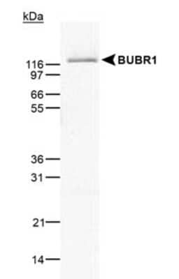 Western Blot: BubR1 Antibody (8G1)Azide and BSA Free [NBP2-80606]