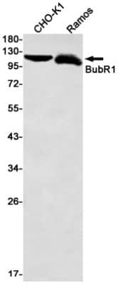 Western Blot: BubR1 Antibody (S05-3G7) [NBP3-19840]