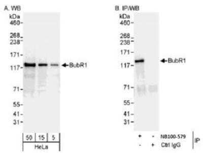 Western Blot: BubR1 Antibody [NB100-579]