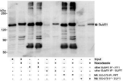 Western Blot: BubR1 Antibody [NB100-579]