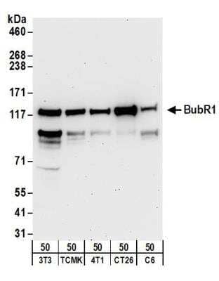 Western Blot: BubR1 Antibody [NB100-579]