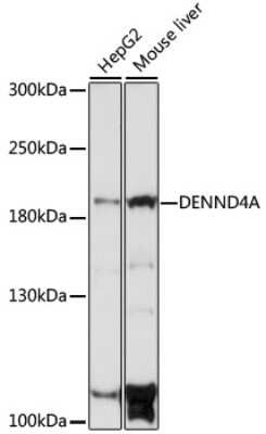 Western Blot: C-myc promoter-binding protein AntibodyAzide and BSA Free [NBP2-92291]