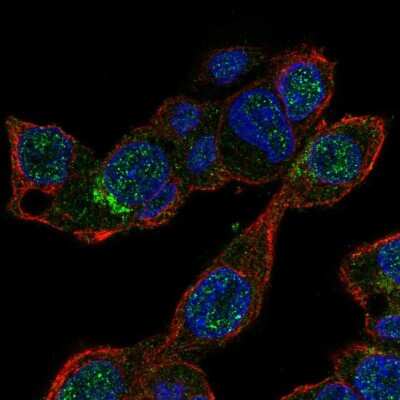 Immunocytochemistry/ Immunofluorescence: MALRD1 Antibody [NBP2-55263]