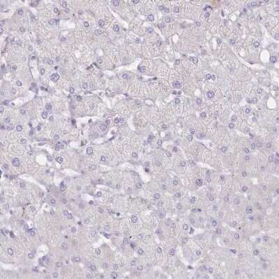 Immunohistochemistry-Paraffin: FAM241B Antibody [NBP1-86317]