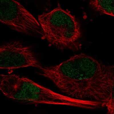 Immunocytochemistry/ Immunofluorescence: C10orf55 Antibody [NBP1-91710]