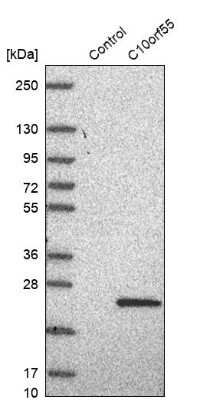 Western Blot: C10orf55 Antibody [NBP1-91710]