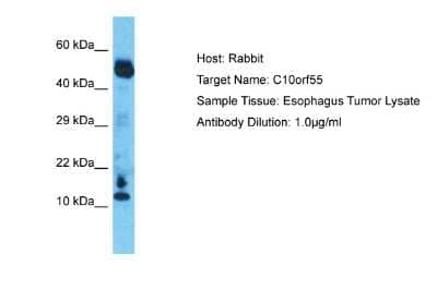 Western Blot: C10orf55 Antibody [NBP2-82803]