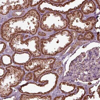 Immunohistochemistry-Paraffin: TMEM254 Antibody [NBP2-68939]