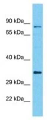 Western Blot: C10orf71 Antibody [NBP3-10741]