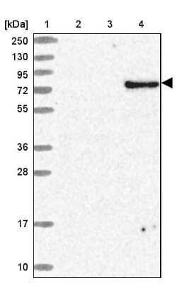 Western Blot: ARMH3 Antibody [NBP2-30398]