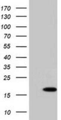 Flow Cytometry: C10orf82 Antibody (OTI1G4) - Azide and BSA Free [NBP2-72401]