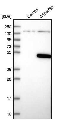 Western Blot: C10orf88 Antibody [NBP1-83979]