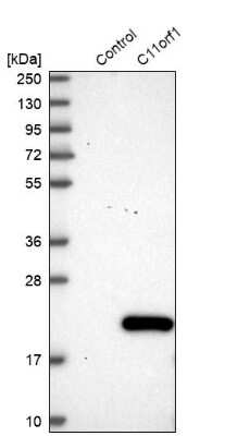 Western Blot: C11orf1 Antibody [NBP1-82071]