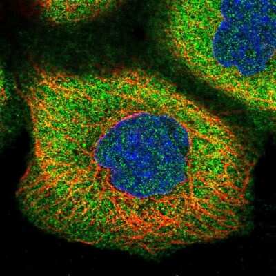 Immunocytochemistry/ Immunofluorescence: TMEM258 Antibody [NBP1-91711]