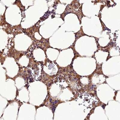 Immunohistochemistry-Paraffin: TMEM258 Antibody [NBP1-91711]