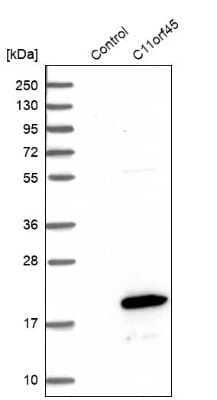 Western Blot: C11orf45 Antibody [NBP1-81900]