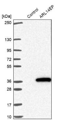 Western Blot: ARL14EP Antibody [NBP2-48890]