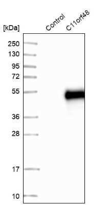 Western Blot: LBHD1 Antibody [NBP1-81155]